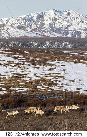 Stock Photograph - Caribou (Rangifer tarandus caribou) in Denali National Park and Preserve, Central Alaska; Alaska, United States of America. Fotosearch