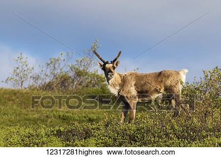 Stock Photograph - Caribou (Rangifer tarandus caribou) with antlers in velvet, Denali National Park and Preserve, central Alaska; Alaska, United States of America. Fotosearch