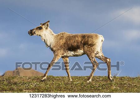 Stock Photograph - Caribou (Rangifer tarandus caribou) with antlers in velvet, Denali National Park and Preserve, central Alaska; Alaska, United States of America. Fotosearch