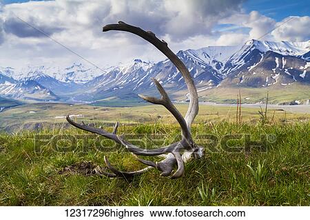 Stock Photograph - Caribou (Rangifer tarandus caribou) antlers on the grass with snow capped mountains in the background, Denali National Park and Preserve, central Alaska; Alaska, United States of America. Fotosearch
