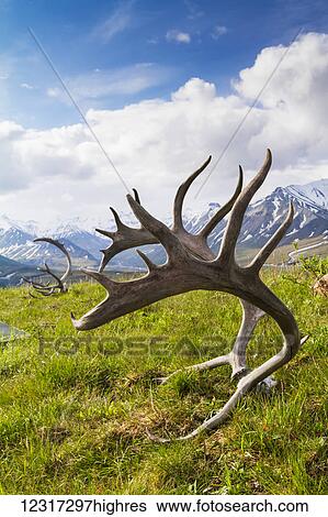 Caribou (Rangifer tarandus caribou) antlers on the grass with snow capped mountains in the background, Denali National Park and Preserve, central Alaska; Alaska, United States of America View Large Photo Image Stock Photograph - Caribou (Rangifer tarandus caribou) antlers on the grass with snow capped mountains in the background, Denali National Park and Preserve, central Alaska; Alaska, United States of America. Fotosearch