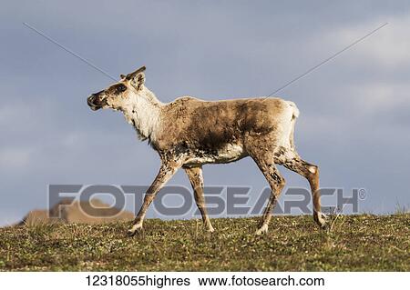 Stock Photograph - Caribou (Rangifer tarandus caribou) beginning to grow antlers, Denali National Park and Preserve; Alaska, United States of America. Fotosearch