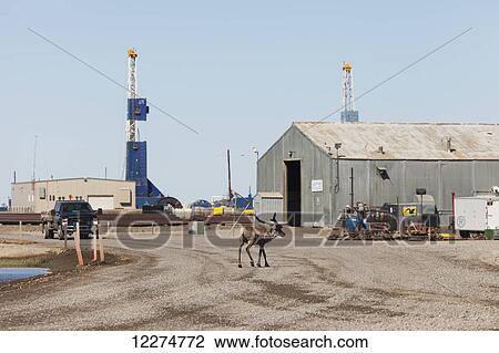 Stock Image - Caribou standing in the middle of the road in Deadhorse delaying traffic with oil rigs in the background, North Slope, Prudhoe Bay Oil Field, Arctic Alaska, Summer. Fotosearch
