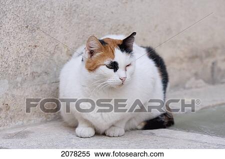 Cat, Mdina, Malta View Large Photo Image Stock Photography - Cat, Mdina, Malta. Fotosearch