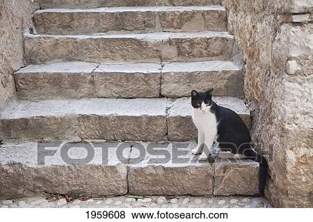 Stock Photo - Cat On The Stairs, Dubrovnik, Dubrovnik-Neretva, Croatia. Fotosearch