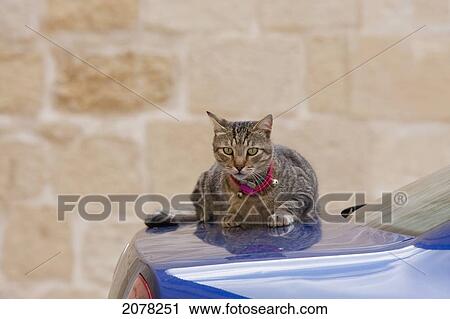 Cat Sunbathing On A Car, Mdina, Malta View Large Photo Image Stock Image - Cat Sunbathing On A Car, Mdina, Malta. Fotosearch