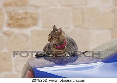 Cat Sunbathing On A Car, Mdina, Malta View Large Photo Image Stock Image - Cat Sunbathing On A Car, Mdina, Malta. Fotosearch