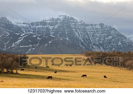 Stock Photograph - Cattle grazing on Alberta farmland, with Canadian Rocky mountains; Alberta, Canada. Fotosearch