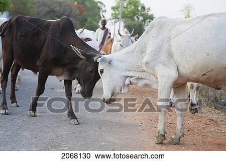 Cattle Herd, Rajgir, Bihar, India View Large Photo Image Stock Image - Cattle Herd, Rajgir, Bihar, India. Fotosearch