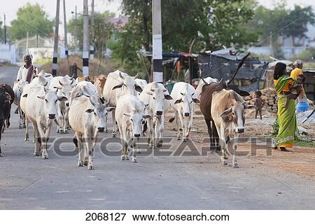 Stock Photo - Cattle Herd, Rajgir, Bihar, India. Fotosearch