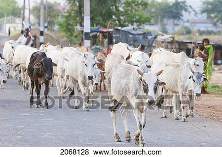 Cattle Herd, Rajgir, Bihar, India View Large Photo Image Stock Photo - Cattle Herd, Rajgir, Bihar, India. Fotosearch