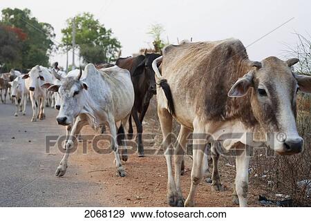 Cattle Herd, Rajgir, Bihar, India View Large Photo Image Stock Photo - Cattle Herd, Rajgir, Bihar, India. Fotosearch