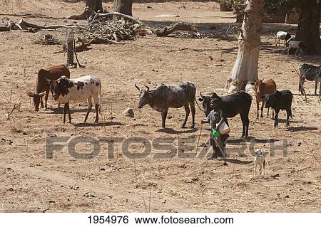 Cattle herder in Baniani, Mali View Large Photo Image Stock Photograph - Cattle herder in Baniani, Mali. Fotosearch