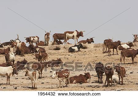 Stock Image - Cattle In A Village Along The Shores Of The Niger River Between Mopti And Lake Débo, Mali. Fotosearch