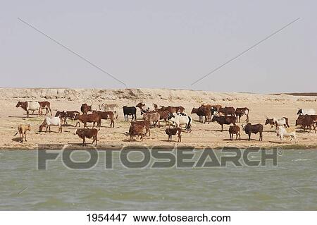 Stock Photo - Cattle In A Village Along The Shores Of The Niger River Between Mopti And Lake Débo, Mali. Fotosearch