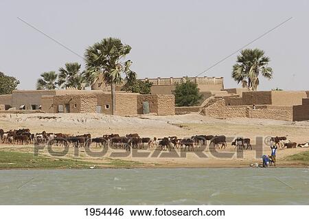 Stock Photograph - Cattle In A Village Along The Shores Of The Niger River Between Mopti And Lake Débo, Mali. Fotosearch