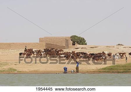 Stock Photography - Cattle In A Village Along The Shores Of The Niger River Between Mopti And Lake Débo, Mali. Fotosearch