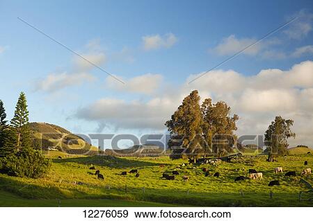 Cattle on Pono Holo Ranch and cinder cones; Island of Hawaii, Hawaii, United States of America View Large Photo Image Stock Photo - Cattle on Pono Holo Ranch and cinder cones; Island of Hawaii, Hawaii, United States of America. Fotosearch