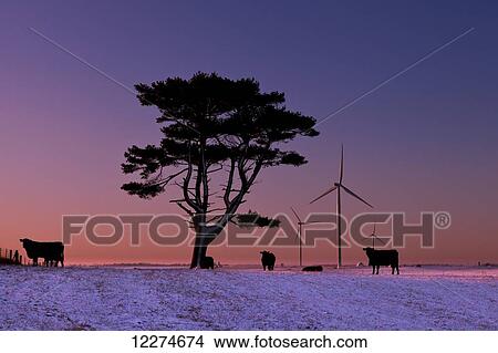 Cattle standing in a field at sunrise with wind turbines in the background, near Edgewood; Iowa, United States of America View Large Photo Image Picture - Cattle standing in a field at sunrise with wind turbines in the background, near Edgewood; Iowa, United States of America. Fotosearch