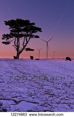 Cattle standing in a field at sunrise with Wind turbines in the background, near Edgewood; Iowa, United States of America View Large Photo Image Stock Image - Cattle standing in a field at sunrise with Wind turbines in the background, near Edgewood; Iowa, United States of America. Fotosearch