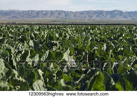 Cauliflower plants growing in Salinas Valley; Gonzales, California, United States of America View Large Photo Image Stock Photograph - Cauliflower plants growing in Salinas Valley; Gonzales, California, United States of America. Fotosearch