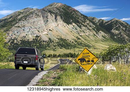 Stock Photograph - Cautionary road sign of bear crossing on a windy mountain road with vehicle on roadway, with mountains and blue sky; Waterton, Alberta, Canada. Fotosearch