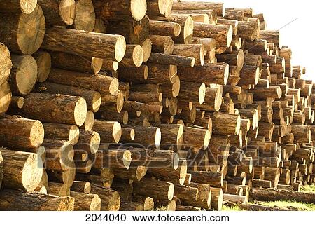Cedar Logs Resting In Piles At Sawmill Near Kamloops Bc View Large Photo Image Stock Image - Cedar Logs Resting In Piles At Sawmill Near Kamloops Bc. Fotosearch