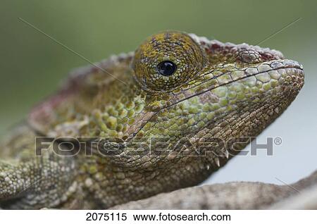 Chameleon (Furcifer Pardalis), Ranomafana National Park, Fianarantsoa Province, Madagascar View Large Photo Image Stock Photography - Chameleon (Furcifer Pardalis), Ranomafana National Park, Fianarantsoa Province, Madagascar. Fotosearch