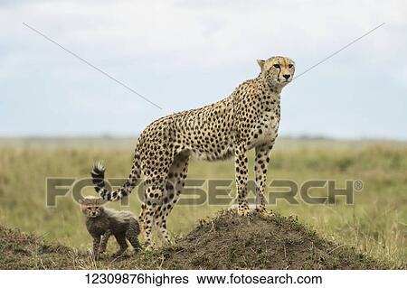 Stock Photograph - Cheetah (Acinonyx jubatus) and it's cub, Maasai Mara National Reserve; Kenya. Fotosearch