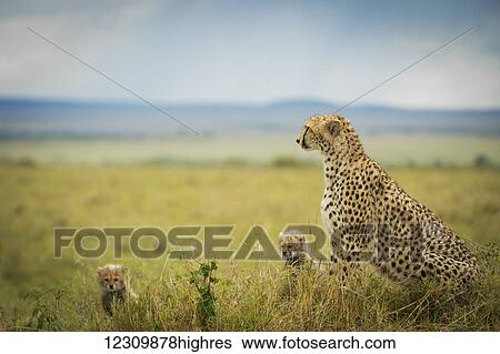 Stock Photograph - Cheetah (Acinonyx jubatus) with it's cubs, Maasai Mara National Reserve; Kenya. Fotosearch