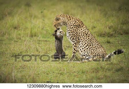 Cheetah (Acinonyx jubatus) with it's cub, Maasai Mara National Reserve; Kenya View Large Photo Image Stock Photograph - Cheetah (Acinonyx jubatus) with it's cub, Maasai Mara National Reserve; Kenya. Fotosearch