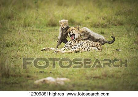 Stock Photograph - Cheetah (Acinonyx jubatus) with it's cubs, Maasai Mara National Reserve; Kenya. Fotosearch