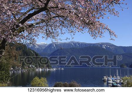 Cherry blossoms in Deep Cove Marina, North Vancouver; Vancouver, British Columbia, Canada View Large Photo Image Stock Photograph - Cherry blossoms in Deep Cove Marina, North Vancouver; Vancouver, British Columbia, Canada. Fotosearch