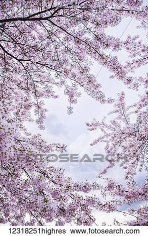 Stock Photograph - Cherry blossoms in Hampstead; London, England. Fotosearch