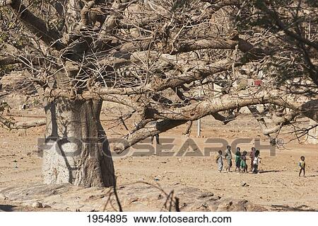 Stock Photography - Children walking in front of the Baobabs tree at Sangha, Mali. Fotosearch