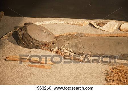 Stock Image - Chinchorro Mummy Of A Baby On Display At The San Miguel De Azapa Archaeological Museum, Arica And Parinacota Region, Chile. Fotosearch