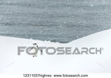Stock Photograph - Chinstrap penguin (Pygoscelis antarctica) in a snowfall; Half Moon Island, South Shetlands, Antarctica. Fotosearch