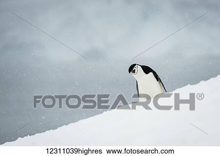 Stock Photograph - Chinstrap Penguin (Pygoscelis antarctica) with it's head cocked to the side; Half Moon Island, South Shetland Islands, Antarctica. Fotosearch