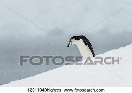 Stock Photograph - Chinstrap Penguin (Pygoscelis antarctica); Half Moon Island, South Shetland Islands, Antarctica. Fotosearch