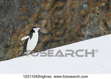 Stock Photograph - Chinstrap Penguin (Pygoscelis antarctica) walking uphill; Half Moon Island, South Shetland Islands, Antarctica. Fotosearch