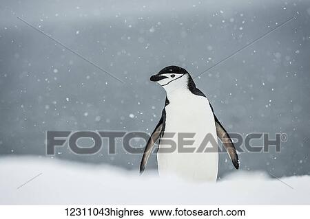 Chinstrap Penguin (Pygoscelis antarctica) in a snowfall; Half Moon Island, South Shetland Islands, Antarctica View Large Photo Image Stock Photograph - Chinstrap Penguin (Pygoscelis antarctica) in a snowfall; Half Moon Island, South Shetland Islands, Antarctica. Fotosearch