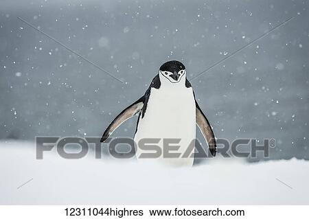 Stock Photograph - Chinstrap Penguin (Pygoscelis antarctica) in a snowfall; Half Moon Island, South Shetland Islands, Antarctica. Fotosearch