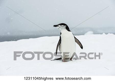 Chinstrap Penguin (Pygoscelis antarctica) in a snowfall; Half Moon Island, South Shetland Islands, Antarctica View Large Photo Image Stock Photograph - Chinstrap Penguin (Pygoscelis antarctica) in a snowfall; Half Moon Island, South Shetland Islands, Antarctica. Fotosearch