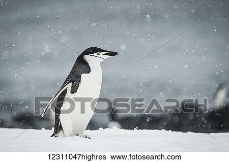 Stock Photograph - Chinstrap Penguin (Pygoscelis antarctica) in a snowfall; Half Moon Island, South Shetland Islands, Antarctica. Fotosearch