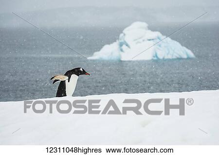 Chinstrap Penguin (Pygoscelis antarctica) in a snowfall; Half Moon Island, South Shetland Islands, Antarctica View Large Photo Image Stock Photograph - Chinstrap Penguin (Pygoscelis antarctica) in a snowfall; Half Moon Island, South Shetland Islands, Antarctica. Fotosearch