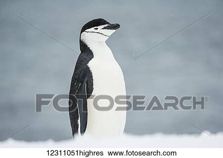 Chinstrap Penguin (Pygoscelis antarctica); Half Moon Island, South Shetland Islands, Antarctica View Large Photo Image Stock Photograph - Chinstrap Penguin (Pygoscelis antarctica); Half Moon Island, South Shetland Islands, Antarctica. Fotosearch