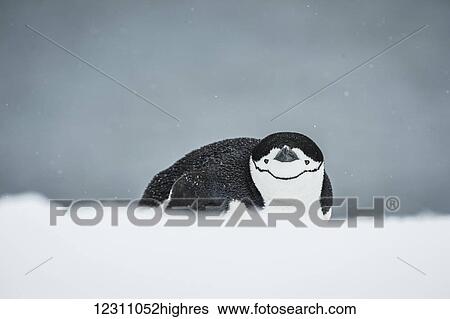 Chinstrap Penguin (Pygoscelis antarctica) on belly; Half Moon Island, South Shetland Islands, Antarctica View Large Photo Image Stock Photograph - Chinstrap Penguin (Pygoscelis antarctica) on belly; Half Moon Island, South Shetland Islands, Antarctica. Fotosearch