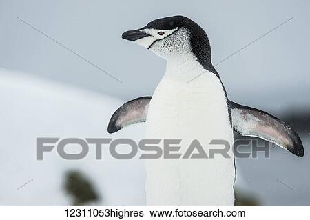 Stock Photograph - Chinstrap Penguin (Pygoscelis antarctica) cooling off; Half Moon Island, South Shetland Islands, Antarctica. Fotosearch