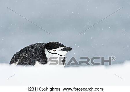 Stock Photograph - Chinstrap Penguin (Pygoscelis antarctica) on belly; Half Moon Island, South Shetland Islands, Antarctica. Fotosearch