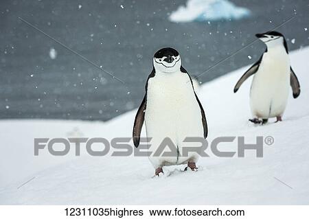 Stock Photograph - Chinstrap penguins (Pygoscelis antarctica) in a snowfall; Half Moon Island, South Shetlands, Antarctica. Fotosearch